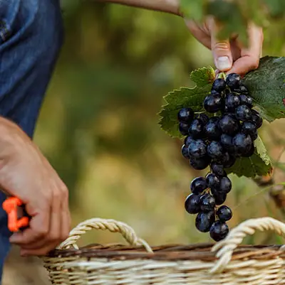wijnboer & druiven