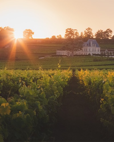 Bordeaux--Saint-Emilion-wijngaardt-zonondergan